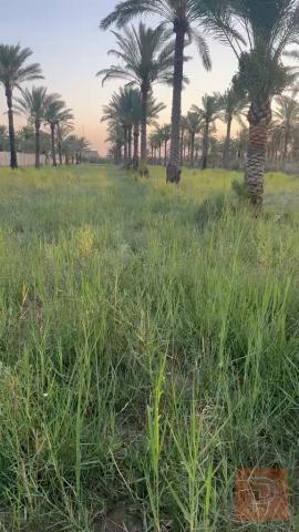 ٤ دوانم أرض في منطقة الراشدية للبيع في بغداد