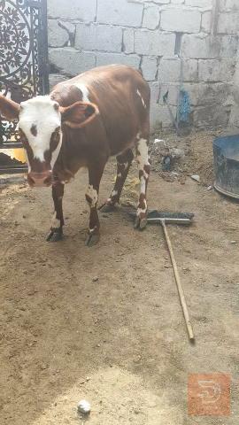 بجره هوالنديه مفوله للبيع في البصرة