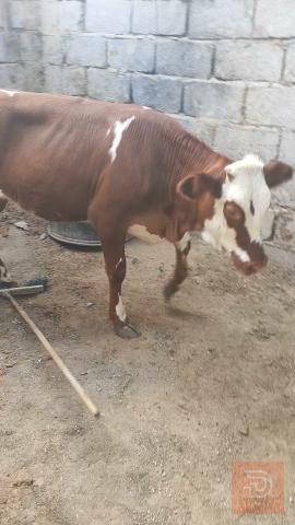 بجره هوالنديه مفوله للبيع في البصرة