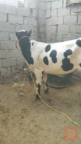 بجره فريزي سمينه للبيع في البصرة