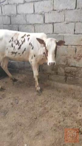 بجره هوالنديه للبيع في البصرة