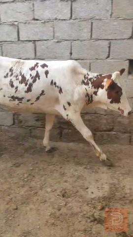 بجره هوالنديه للبيع في البصرة
