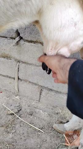 عجل حليب للبيع في البصرة