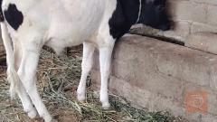 بجر وعجل نوعية جني للبيع في البصرة