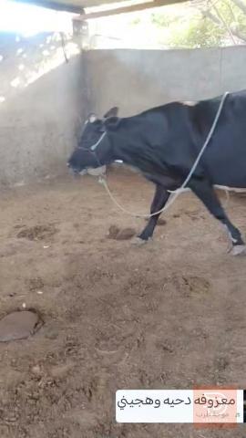 هايشه هولنديه للتلقيح للبيع في ميسان