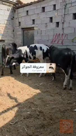 عجول سرحيات شرط الصحة للبيع في ميسان