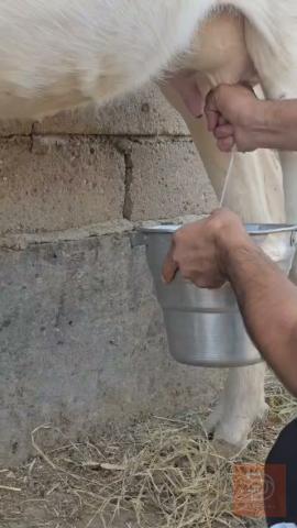 بجر نجبه خشنه لبنيه اول بطن للبيع في البصرة
