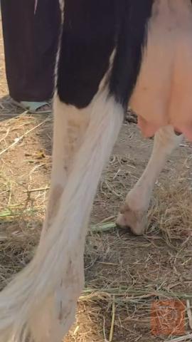 بجر نجبه خشنه لبنيه اول بطن للبيع في البصرة