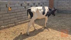 بجر نجبه خشنه لبنيه اول بطن للبيع في البصرة