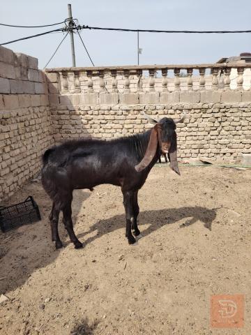 فحل صغير السن مستعمل للبيع في البصرة