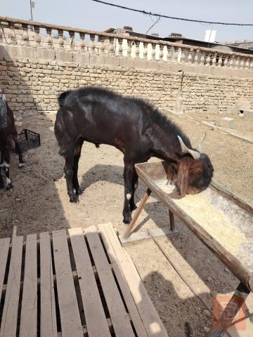 فحل صغير السن مستعمل للبيع في البصرة