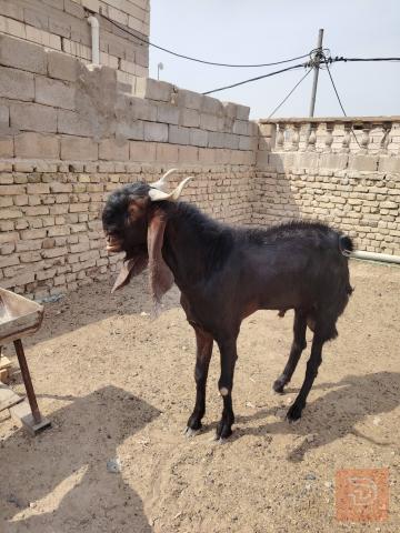 فحل صغير السن مستعمل للبيع في البصرة