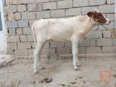 جر زراعيه درجه اولى للبيع في بابل