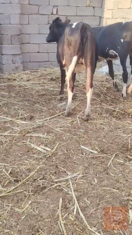 اباجير أسمان للبيع في البصرة