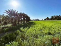 مزرعة 20 دونم على الشارع العام للبيع في واسط