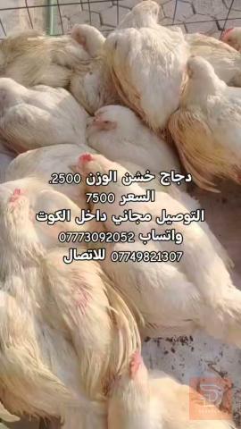 دجاج خشن وزن 2500 للبيع في واسط