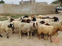 غنم عدد 23 رأس مكفولة للبيع في الديوانية