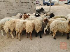 غنم عدد 23 رأس مكفولة للبيع في الديوانية