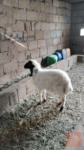 طلي ذكر صحة جيدة للبيع في واسط