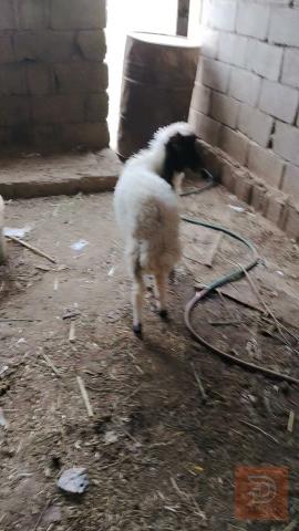 طلي ذكر صحة جيدة للبيع في واسط