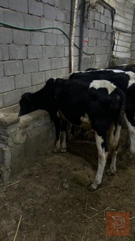 عجول ستراليه للبيع في البصرة