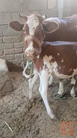 حيوان أبطنها أربع أشهر