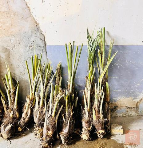 نخل برحي وبريم ومجهول للبيع في عموم العراق
