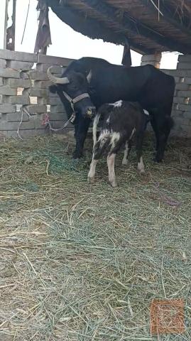 طسه للبيع في البصرة