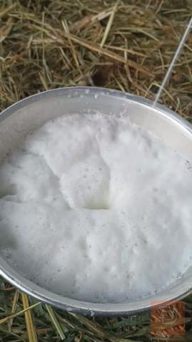 طسه للبيع في البصرة