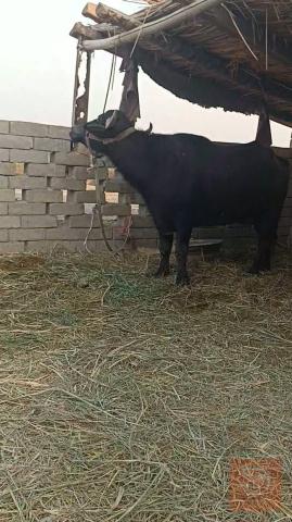 طسه للبيع في البصرة