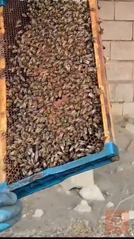 5 طرود نحل ملكات السنة بكفاست للبيع في كركوك