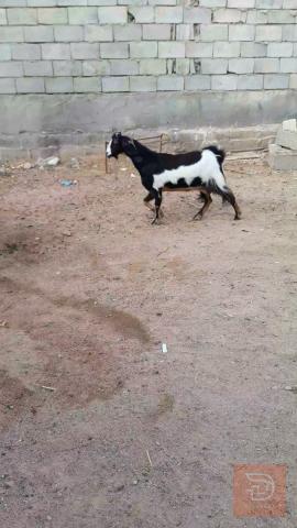 صخول للبيع في ميسان