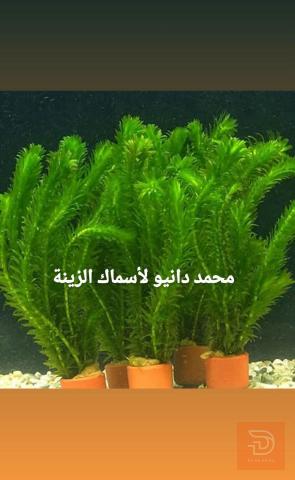 شتلة نبات الايلوديا للبيع في عموم العراق