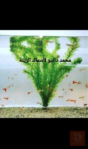 شتلة نبات الايلوديا للبيع في عموم العراق