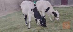 أباعير للبيع في بابل