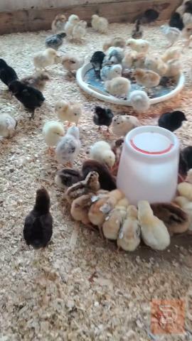 طير للبيع في كربلاء المقدسة