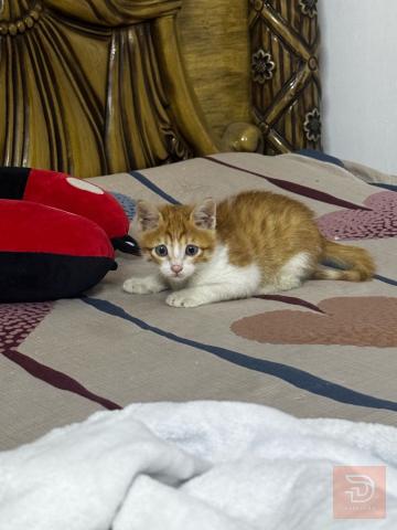 ‏لتبني قطة صغيرة  ذكر الجنس العمر ‏ثلاث أشهر مكانها في بغداد الكاظميه لا يوجد توصيل سبب العرض لتبني لعدم التفرغ لها