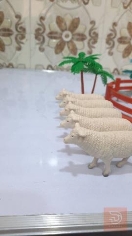 مزرعة خرفان أصلية للبيع في بغداد