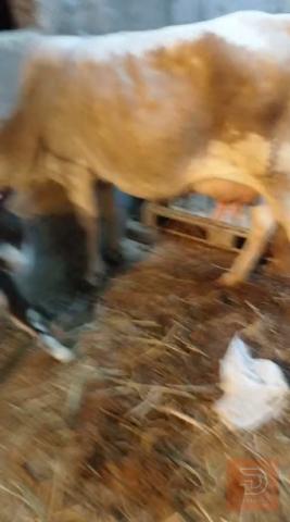هيشة هوالندية خشنة للبيع في ميسان