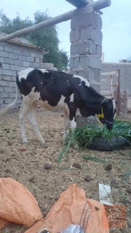 ماعز فريزيات درجة أولى للبيع في ميسان
