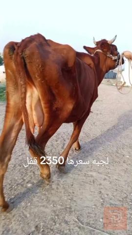 جبه هولندي نظيفة ومكفولة مستعمل للبيع في بغداد
