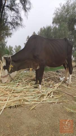 جبه شوله مشروطة مستعمل للبيع في بابل