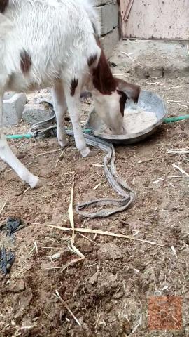 بقر مال ربط للبيع في البصرة