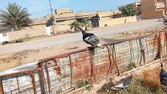 فسيفس عرب - ذكر وأنثى للبيع في صلاح الدين