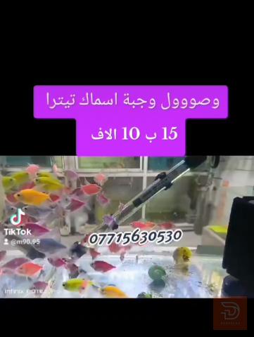 اسماك زينة تيترا للبيع في البصرة
