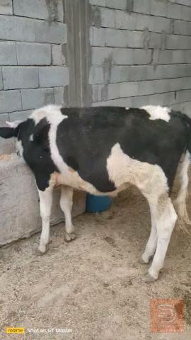 خمس عجول نوعية حلوه للبيع في البصرة