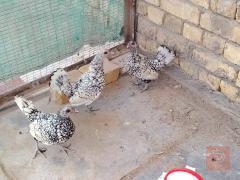4 دجاجات اسباني ميرنكا للبيع في واسط