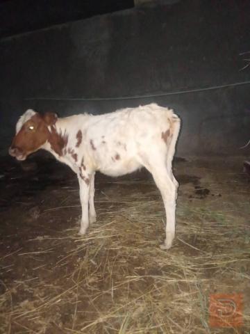 بجر عمره 5 أشهر للبيع في البصرة