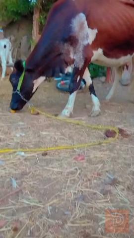 دابه هولشتاين حليب للبيع في بابل