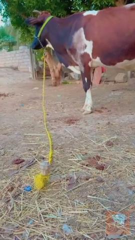 دابه هولشتاين حليب للبيع في بابل